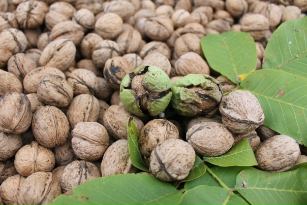 تصویر 2 از قیمت و خرید گردو پوست کاغذی تازه خوانسار + به صورت عمده